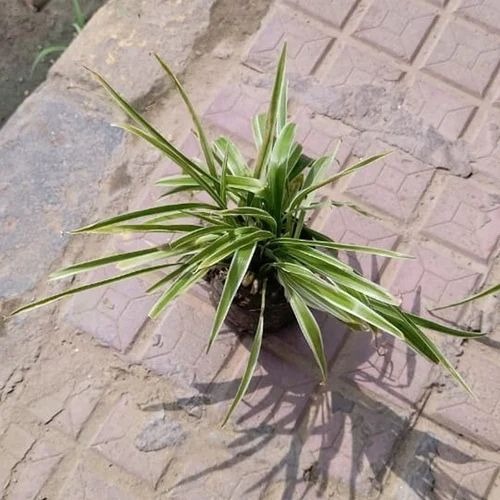 green spider plant 500x500 (1).jpg