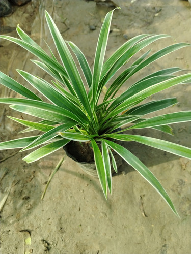 IMG 20250723 072214.jpg