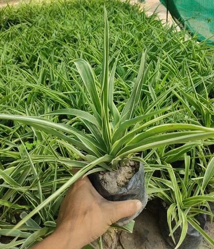 garden plant 500x500.jpg