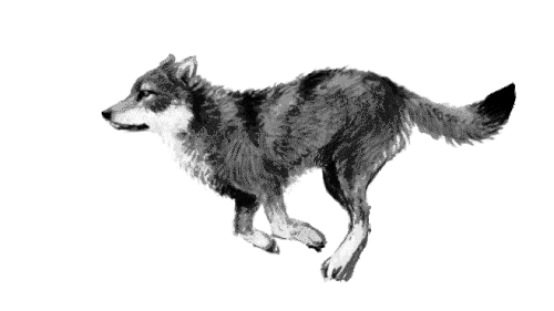 wolf.gif