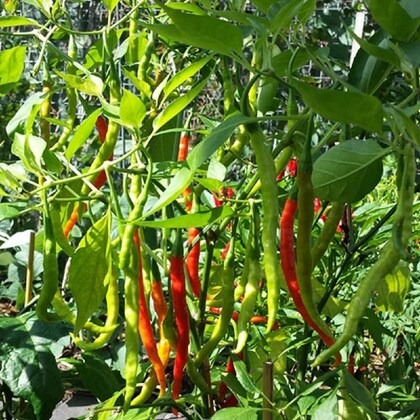 jignisha seeds green chilli vege.jpg
