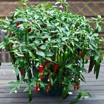 tamransh jasberk chilli 150 seed.jpg