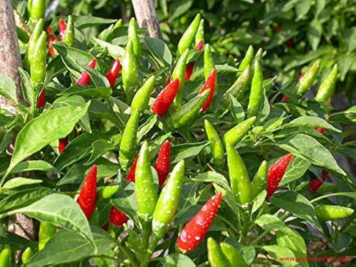 370 desi chilli seeds ibains ori.jpg