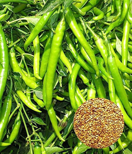 53 1chlli seeds for plant bdsres.jpg