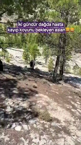 YT87 EK0L7KIDyvr.jpg