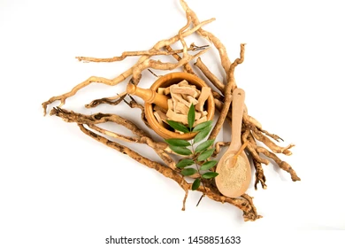 eurycoma longifolia jack tongkat aliroots 260nw 1458851633.webp