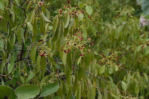 IMG 20250811 WA0012.jpg