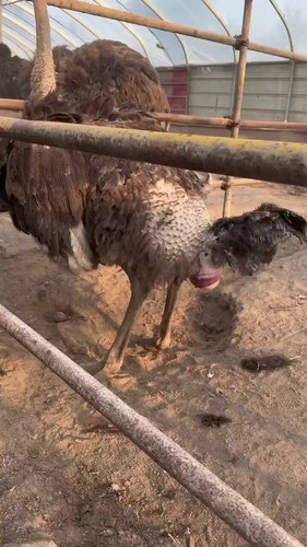 8JgnfOqpGu oIPQe.jpg