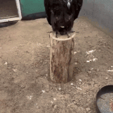 禿鷹吞一條腿骨不會噎到 400x710【壓50】.gif