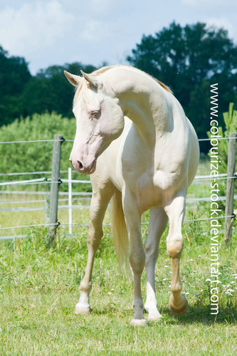 akhal 11 by colourize stock d8kyu73 414w 2x