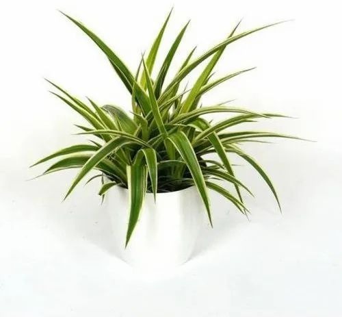 spider plant 500x500 (1).jpg