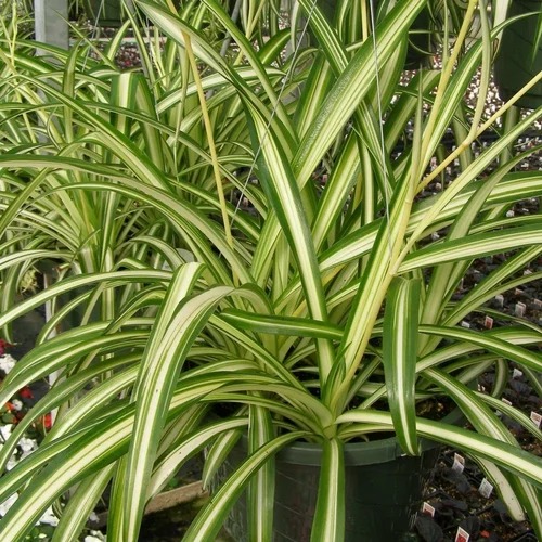green well watered spider plant.jpg