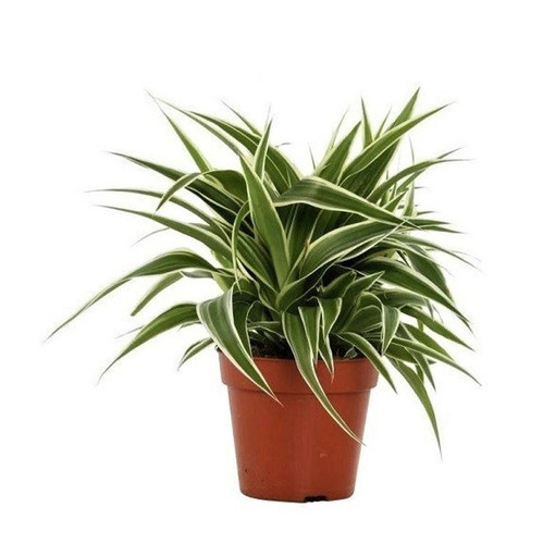 spider white green onlineplantsc.jpg