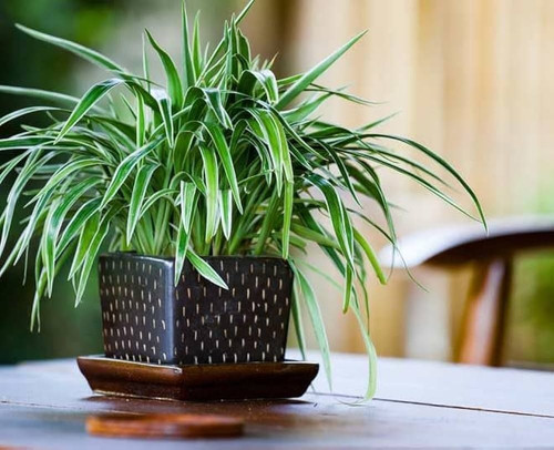 green spider indoor plant.jpg