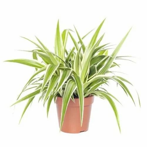 spider plant 500x500.jpg