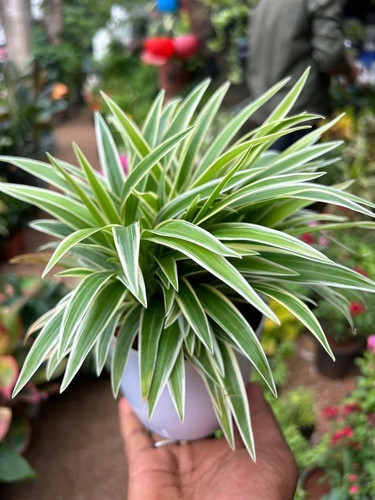 spider decorative plant.jpg
