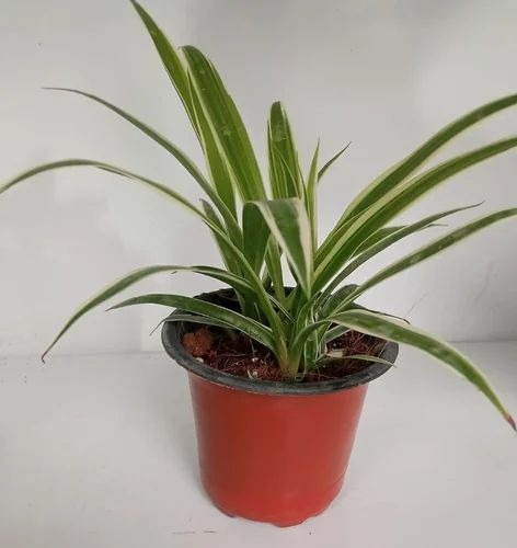 green spider plant 500x500 (2).jpg
