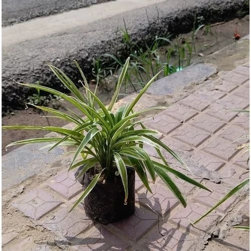 green spider plant 500x500.jpg