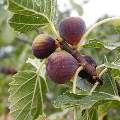 figs.jpg