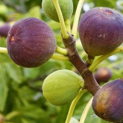 anjer fig fruit plant 500x500.jpg