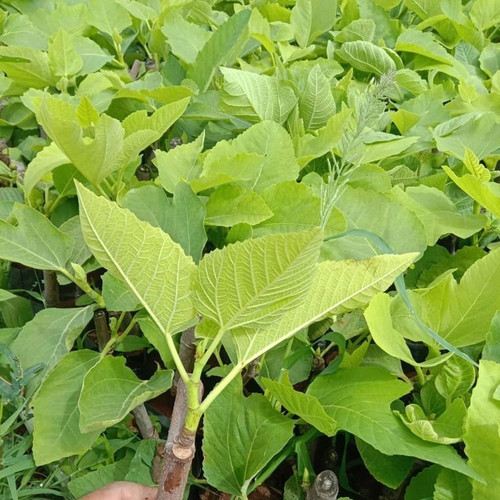 turkey brown fig plant.jpg