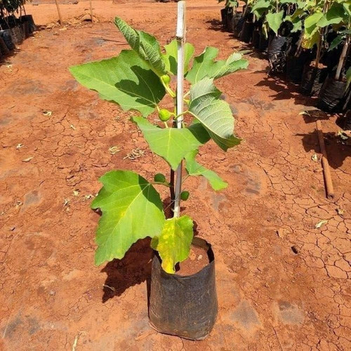 misoriyo dumur plant.jpg