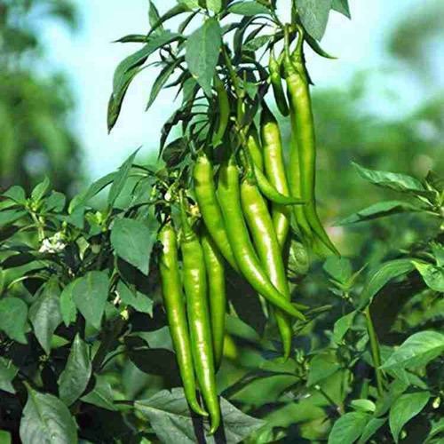 500 gardens world s best hybrid.jpg