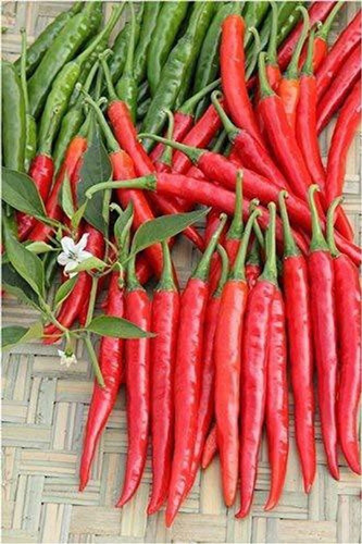 100 chilli seeds 9 oretic origin.jpg