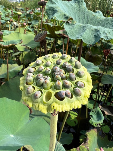 Lotus.jpg