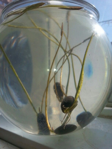 My lotus seeds grow ).jpg