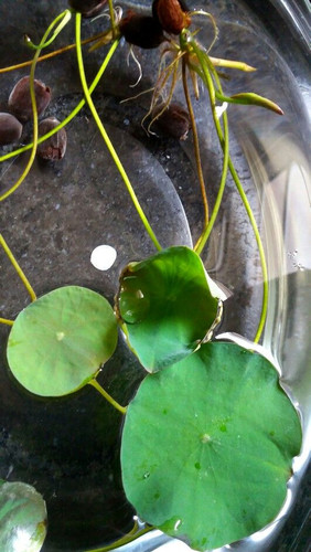 Growing Lotus from seeds!! A beautiful experience!!.jpg