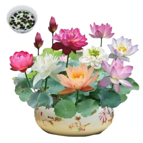 The Sacred Bonsai Bowl Lotus Flower, Portrayi The Sacred Bonsai Bowl Lotus Flower 7 Days Germination.jpg