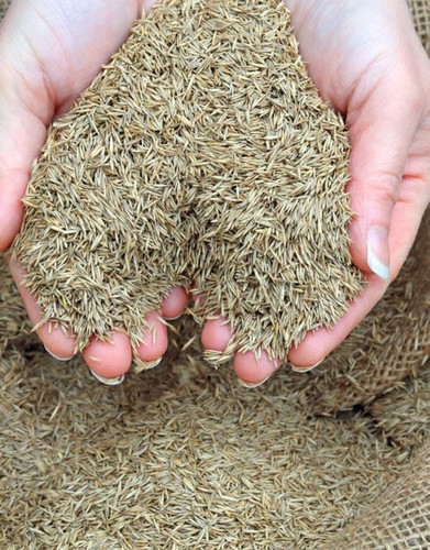 7000 g36australian grass seed fo.jpg