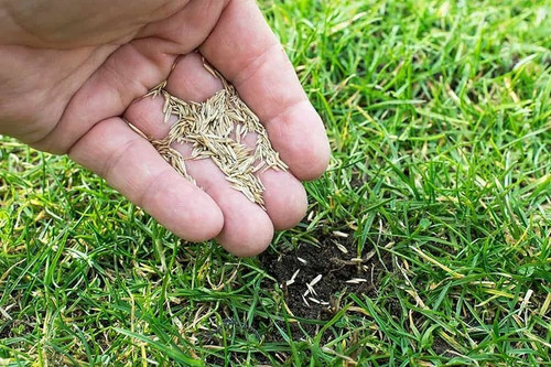 8300 3carpet grass seeds bdsreso.jpg