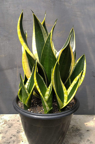 Sansevieria trifasciata black gold.jpg