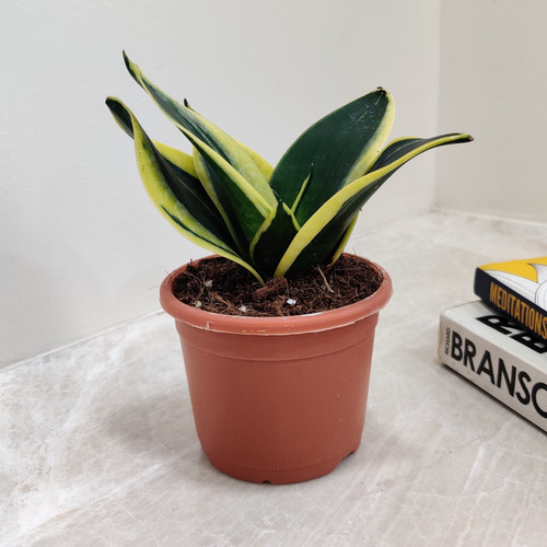 compact sansevieria trifasciata.jpg