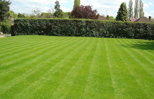 3599 3mbest bermuda grass seed b.jpg
