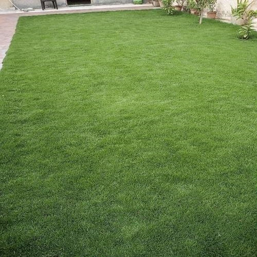 8500 bermuda celebration grass s.jpg