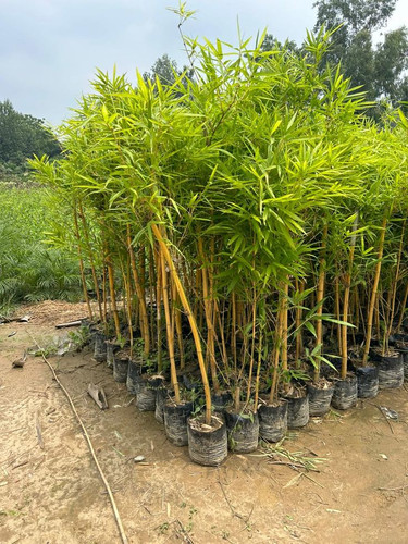 Golden Bamboo Bagwani Nursery Wholesale Plant Supplier Saharanpur.jpg