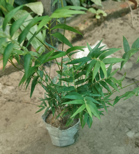 IMG 20250717 103446.jpg