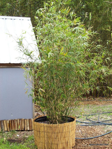 GOLDEN GODDESS BAMBOO Bambusa multiplex golden goddess.jpg