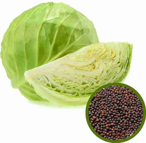 50 cabbage seeds with free germi.jpg
