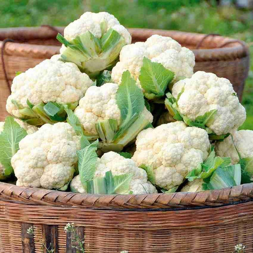 250 cauliflower seeds for kitche.jpg