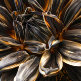 there is a close up of a sunflower