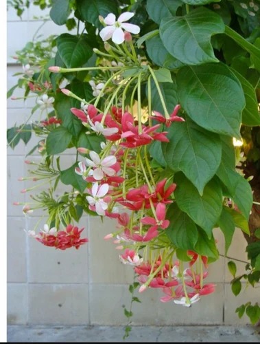 madhumalti flower plant 500x500.jpg