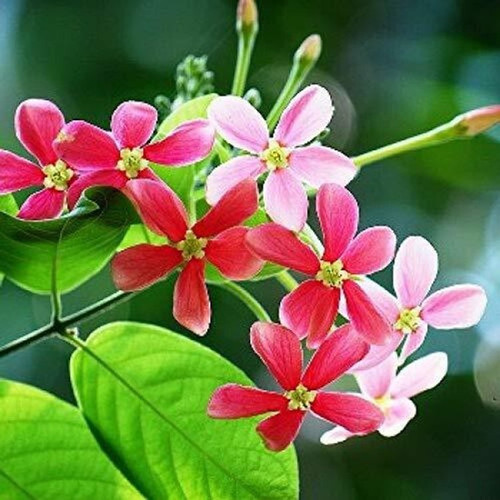 no perennial yes madhumalti flow.jpg