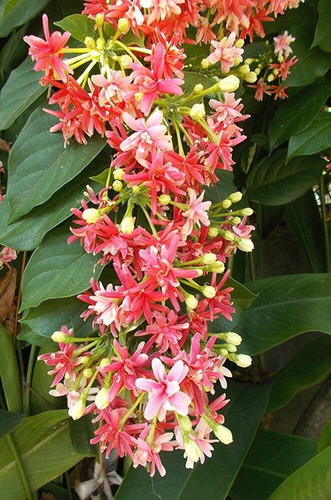 platone madhumalti rangoon creep.jpg