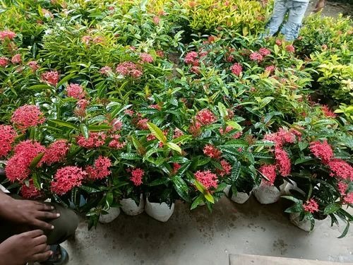 product jpeg 500x500.jpg