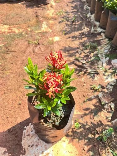 mango plant 500x500.jpg