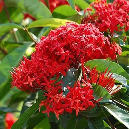 annual no yes live hybrid ixora.jpg